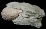 D Cystoid (Holocystites) Fossil - Indiana #17277-2